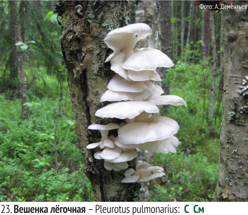 Вешенка степная (королевская) (pleurotus eryngii) – описание, где растет, фото гриба
