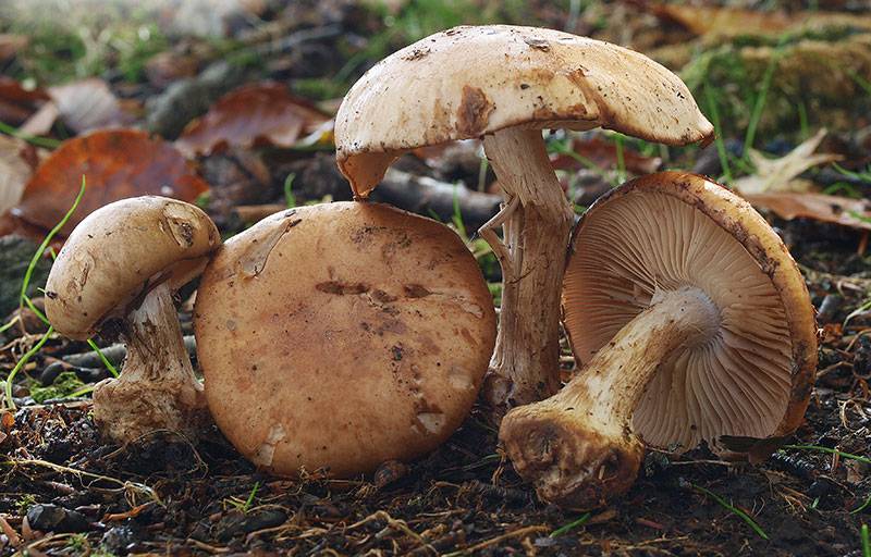 Условно-съедобные грибы - названия с фото и описание | список условно-съедобных грибов