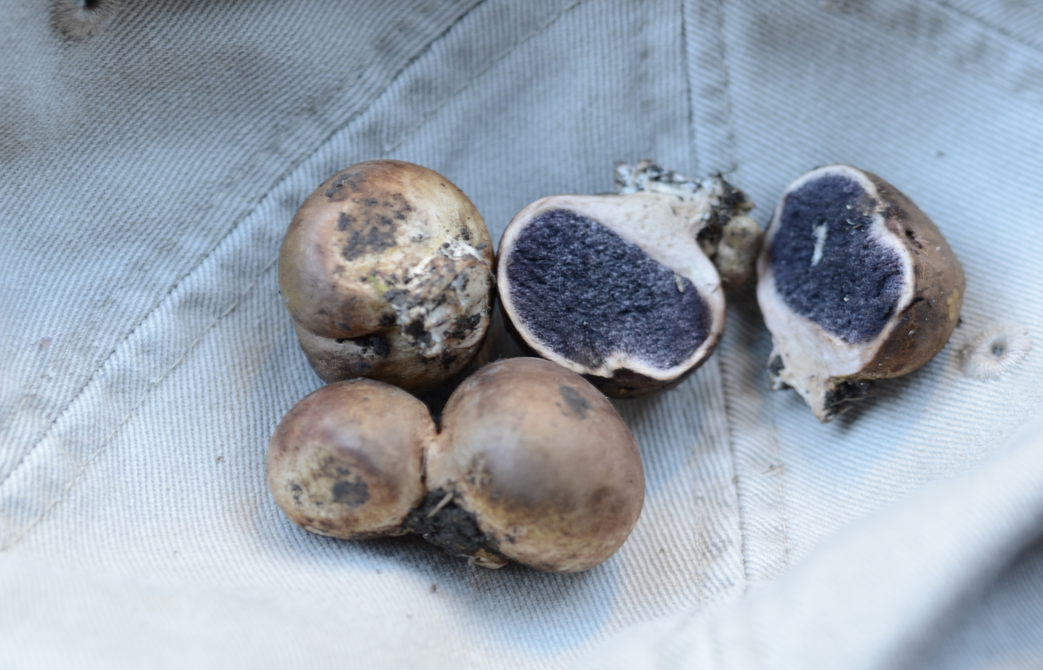 Гриб ложный трюфель: фото, похожие на трюфель грибы, съедобные они или нет