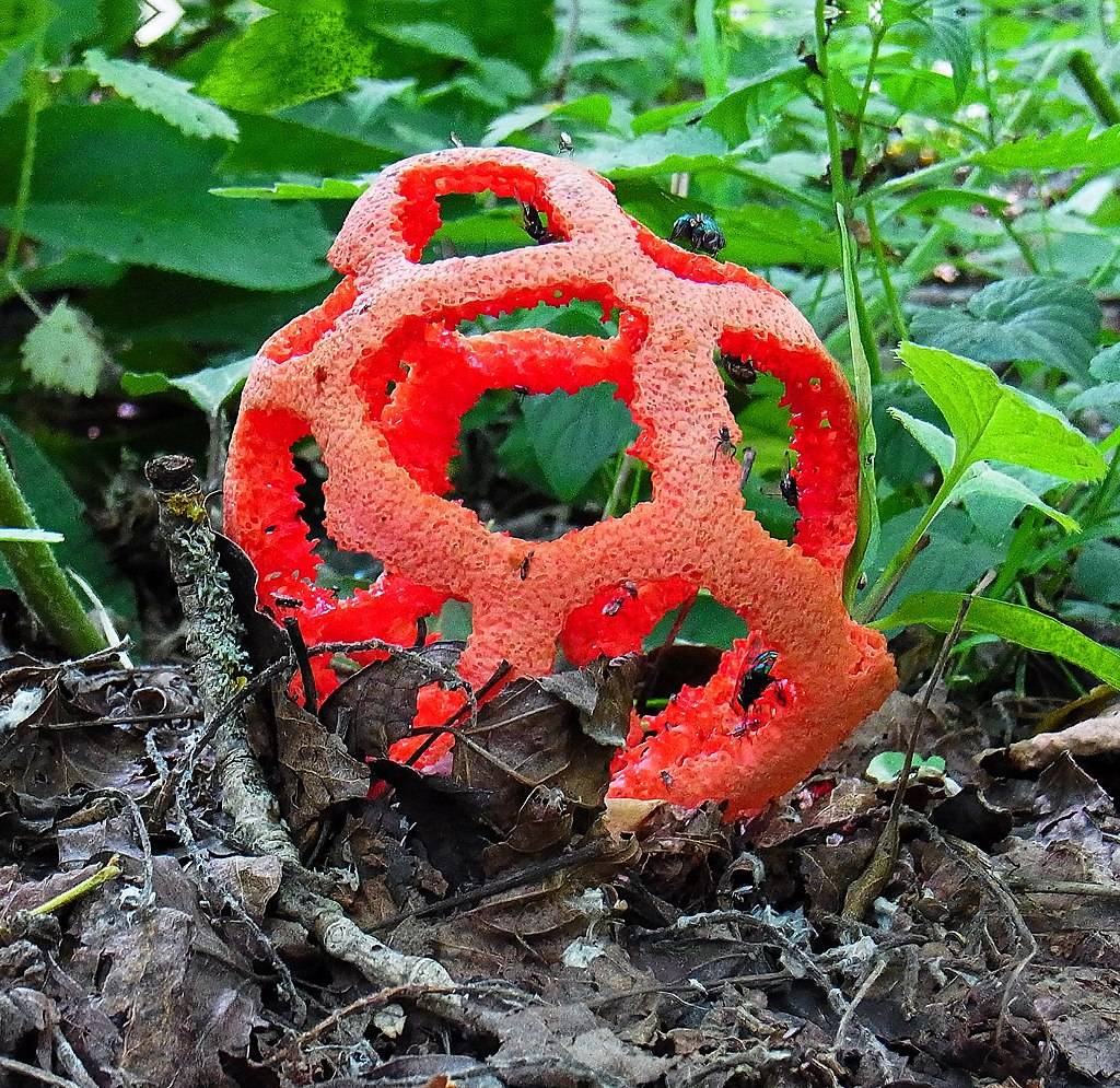 Решеточник красный: все о  необычном грибе