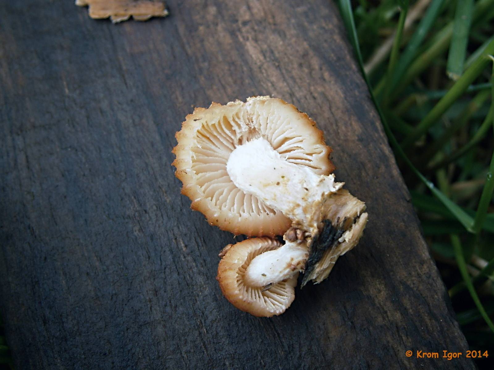Лопастник ямчатый или бороздчатый (helvella lacunosa): фото и описание гриба