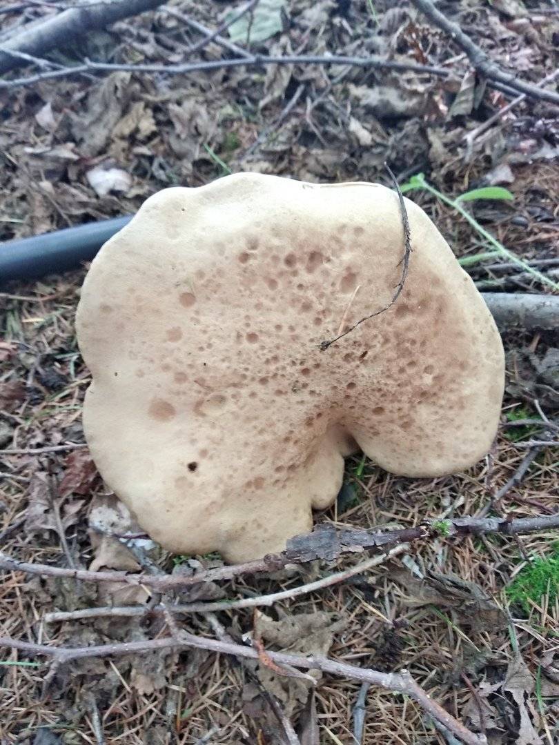 Гриб моховик – простой и вкусный - грибы собираем