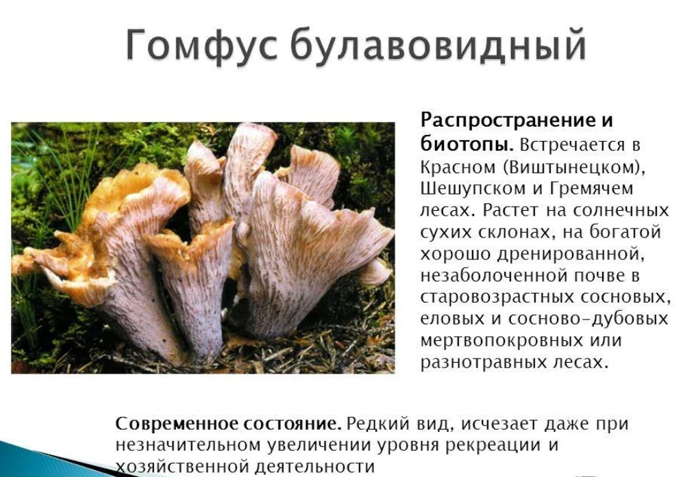 Белые лисички (бледные): вкусный и редкий гриб, фото
