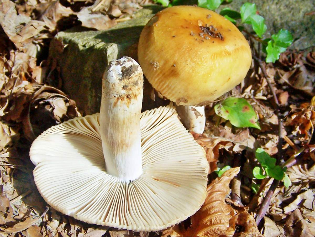 Кульбики фото и описание грибы