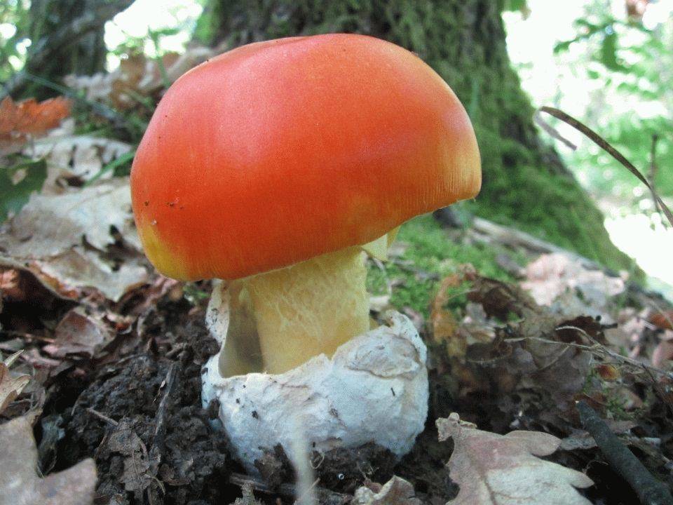 Царский гриб: фото ? и описание, виды, названия, полезные свойства, как отличить