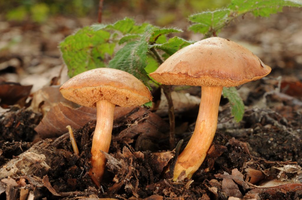 Характерные особенности губчатых грибов: съедобные и ядовитые виды