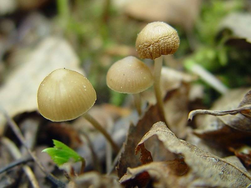 Стробилюрус съедобный - маленький весенний грибочек-шишколюб. | грибной сезон | дзен