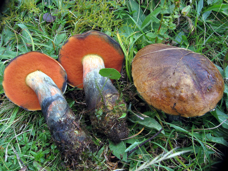 Достоинства и недостатки гриба дубовик крапчатый
