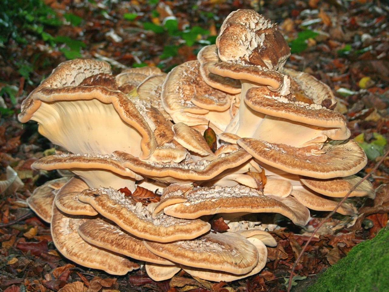 Съедобные грибы | трутовик серно-желтый | грифола курчавая | гриб-баран | мерипилус