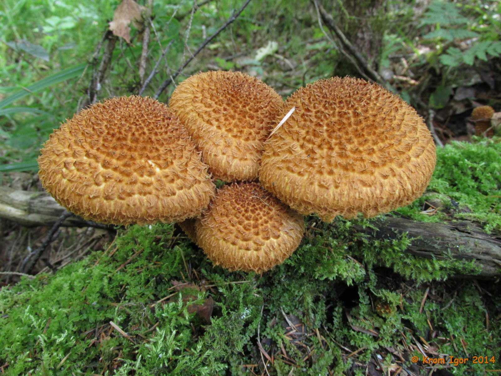 Каштановый гриб — описание, фото, виды, ареал распространения двойника белого гриба