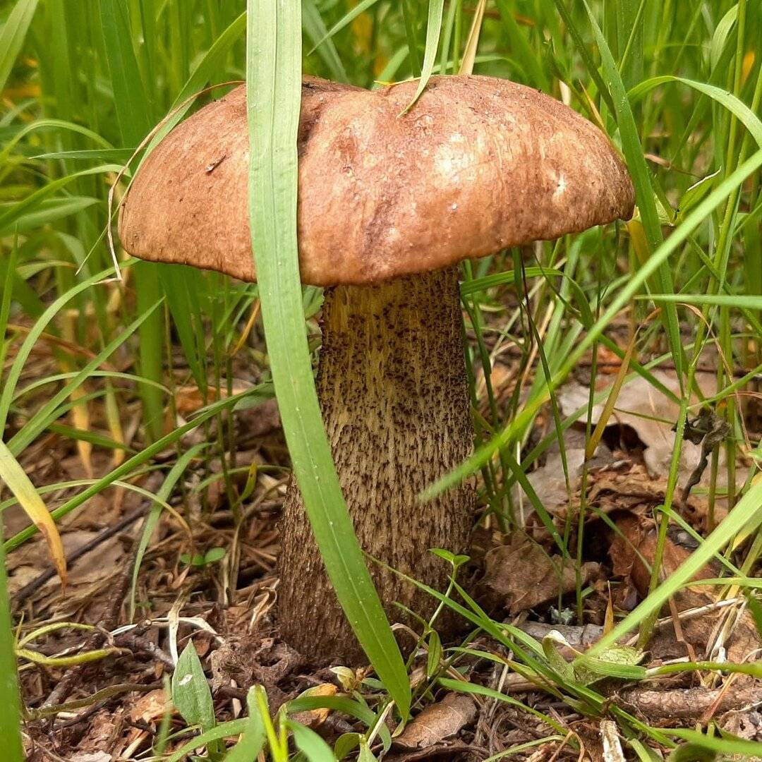 Подберезовик — самое подробное описание с фото всех видов гриба и как он выглядит в березовом лесу
