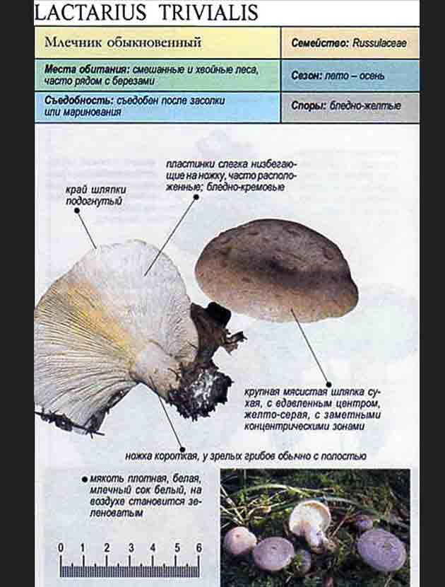 Грибы млечники (lactarius): где растут, виды, фото, калорийность