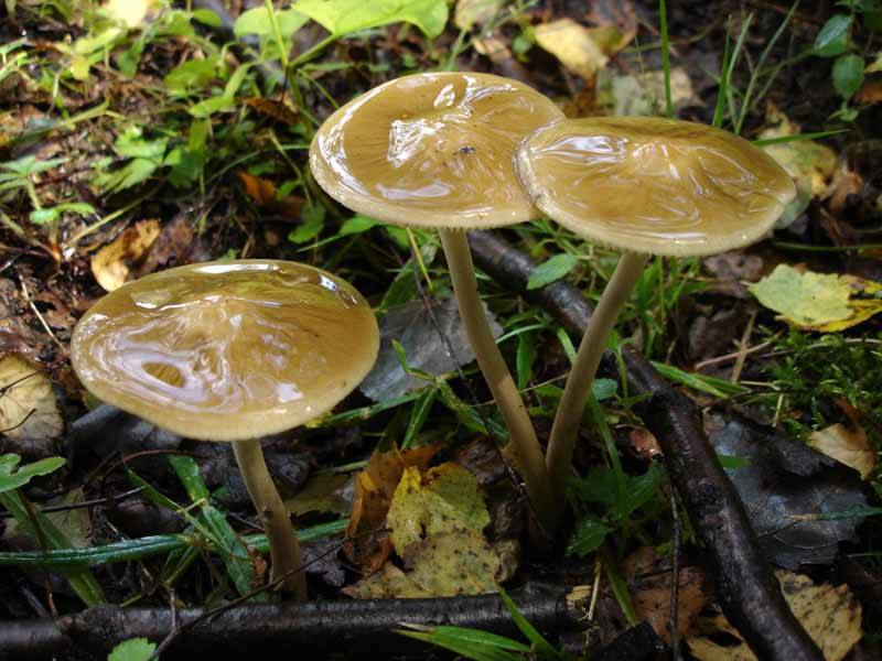 Съедобные и несъедобные грибы с морщинами на шляпке