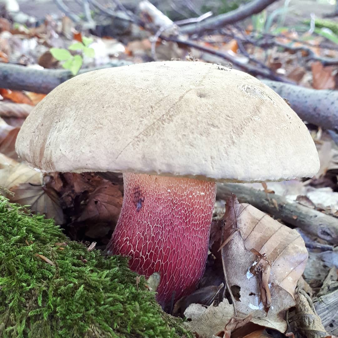 Сатанинский гриб (boletus satanas): фото и описание, как отличить, съедобный или нет