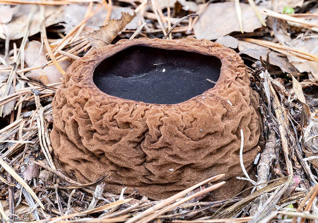 Саркосома шаровидная: как выглядит редчайший гриб? — викигриб