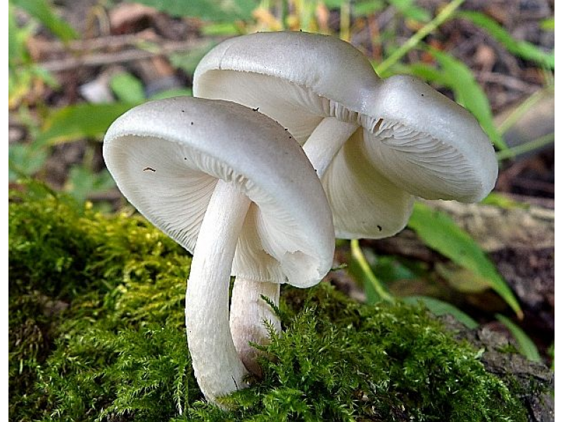 Описание гриба плютей белый: съедобный ли он и как его употреблять