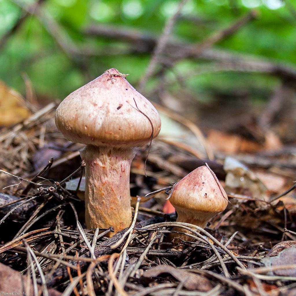 Мокруха пурпуровая (или сосновая): фото, описание гриба, как его приготовить.