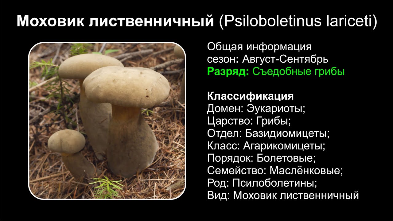 Род: Psiloboletinus (Псилоболетины)