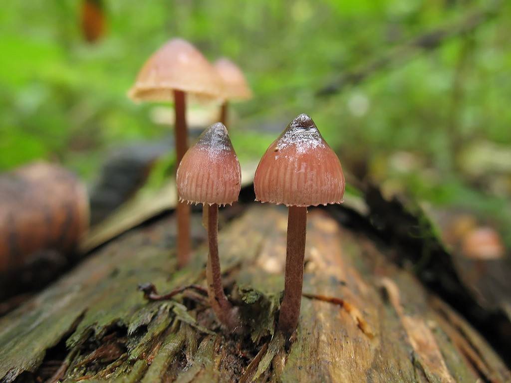 Молочная, розовая, синеногая и голубая мицена: грибы неземной красоты из семейства рядовок + видео