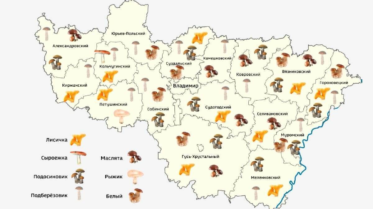 Грибы рязанской области 2023: когда и где собирать, сезоны и грибные места