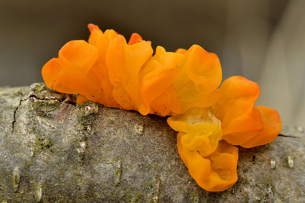 Дрожалка оранжевая (tremella mesenterica): описание, фото и рецепты