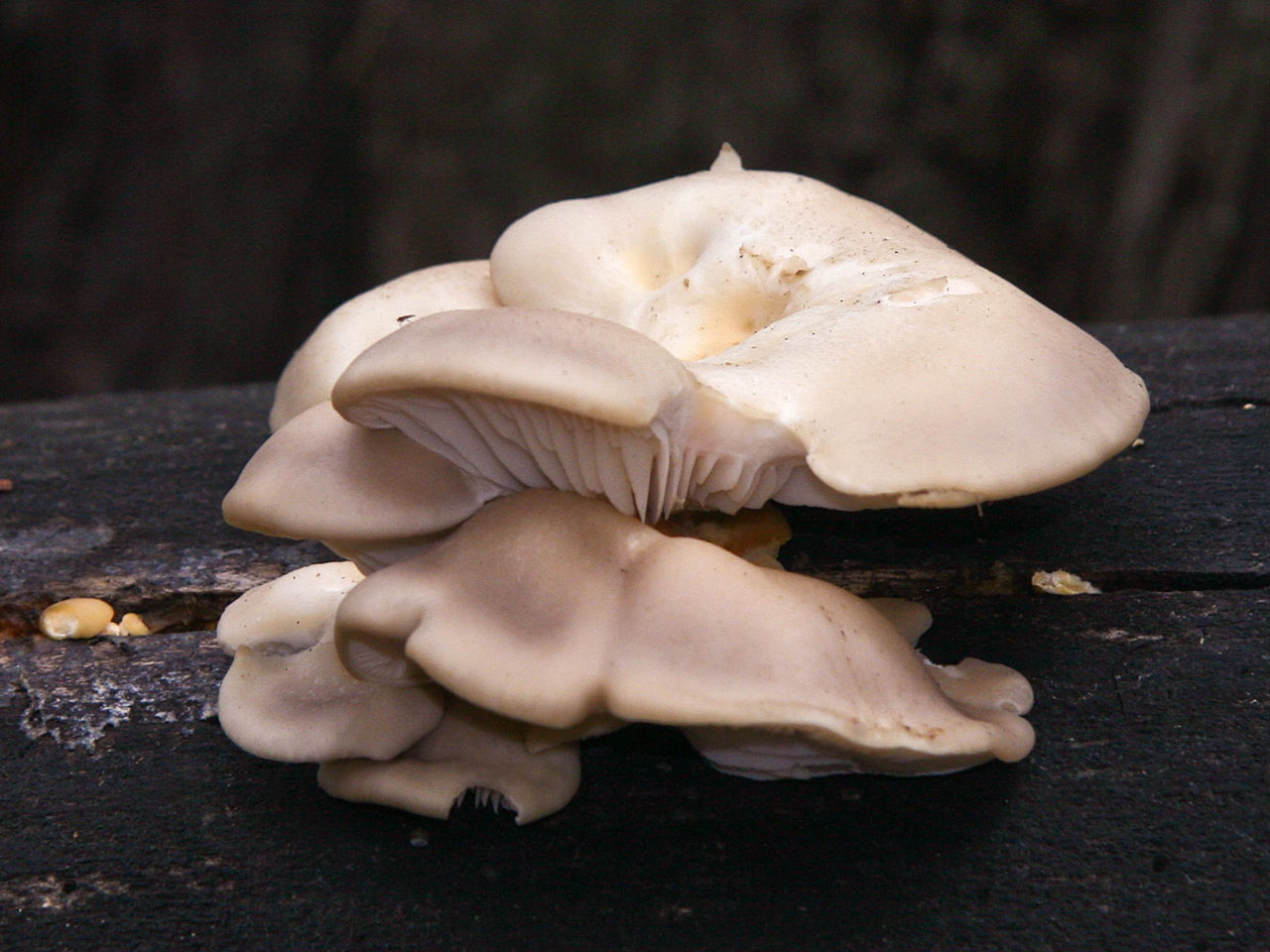 Вёшенка обыкновенная, вёшенка устричная, устричный гриб (pleurotus ostreatus, презентация, доклад, проект
