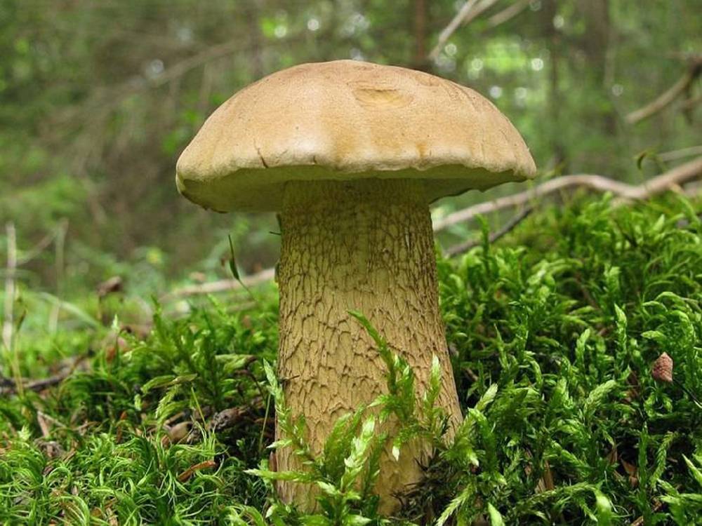 Что за гриб похож на белый, но шляпка снизу желтая. общее описание опасных двойников