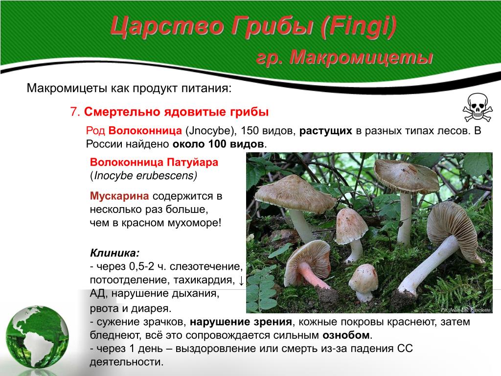 В чем особенность гриба колосовика?