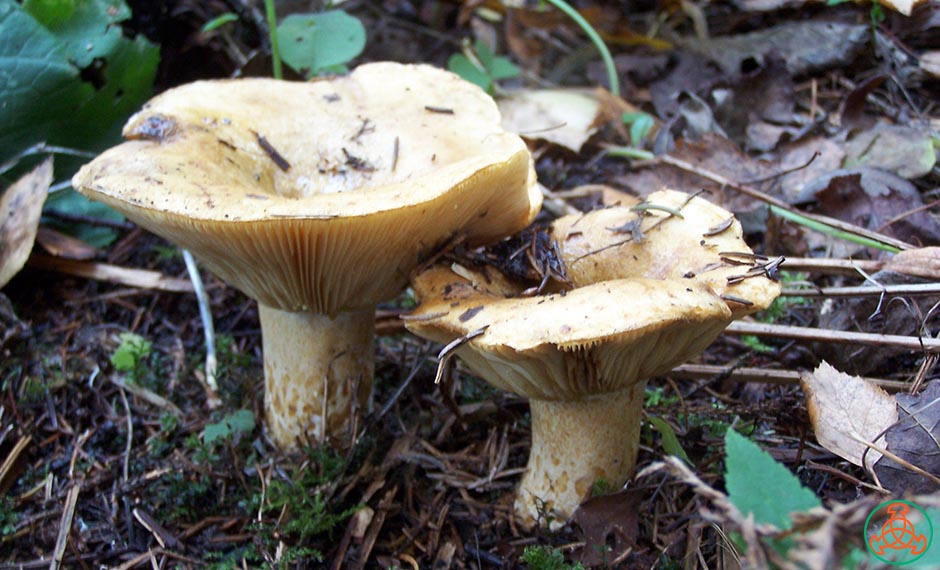 Груздь желтый (подскребыш): описание, фото, где можно найти и когда собирать грибы