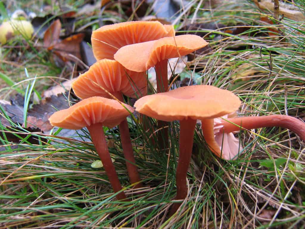 Лаковица аметистовая – лиловая царевна наших лесов - грибы собираем