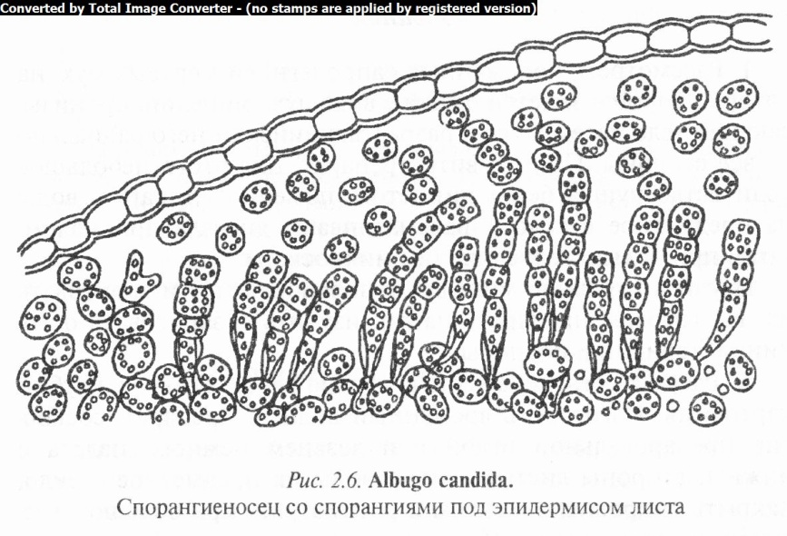 Амилопория   - amyloporia