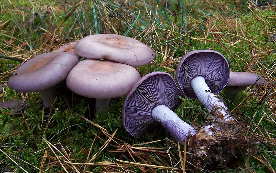 Рядовка мыльная (tricholoma saponaceum): фото, описание и рецепты приготовления гриба