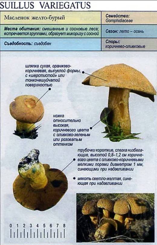 Маслята ложные и съедобные — фото, как отличить, описание грибов