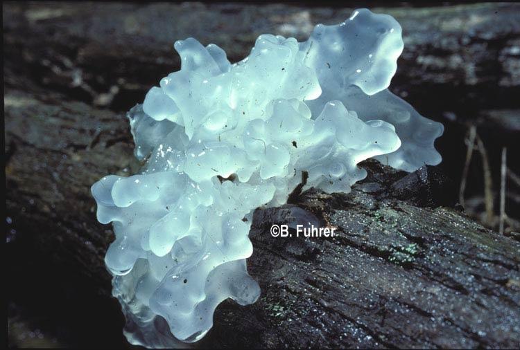 Ледяной гриб как вырастить