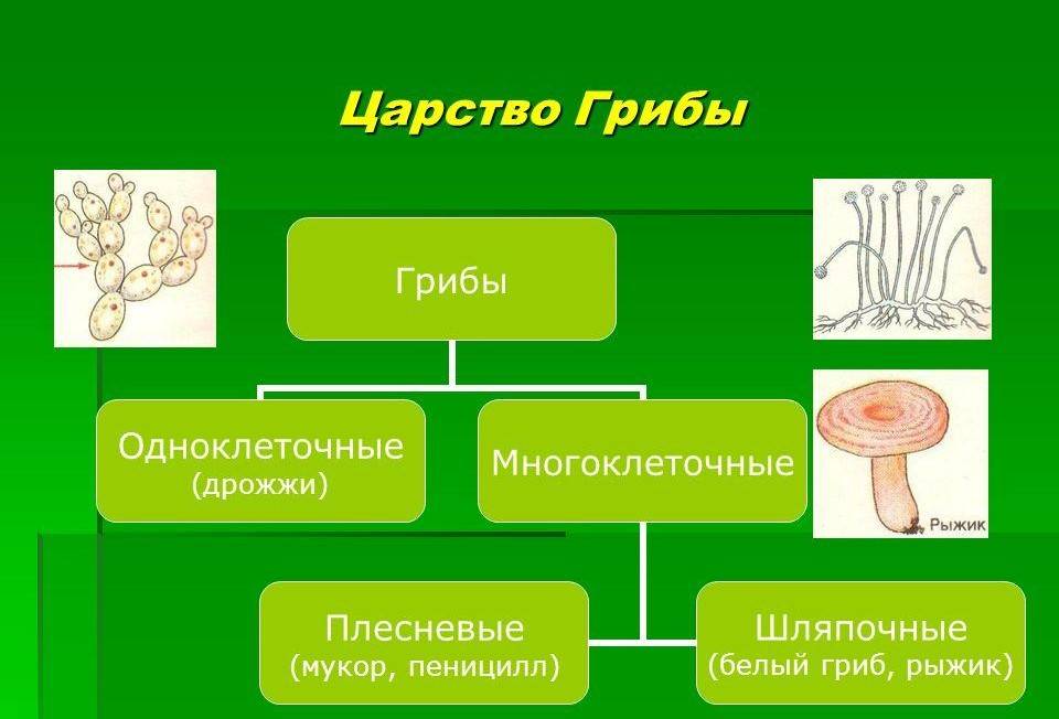 Класс аскомицеты, или сумчатые грибы - отдел аскомицеты - царство грибы - систематика - медицинская ботаника - а.г. сербин - 2003