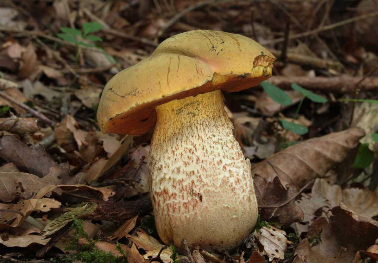 Дубовик крапчатый. описание съедобного гриба. где растет.