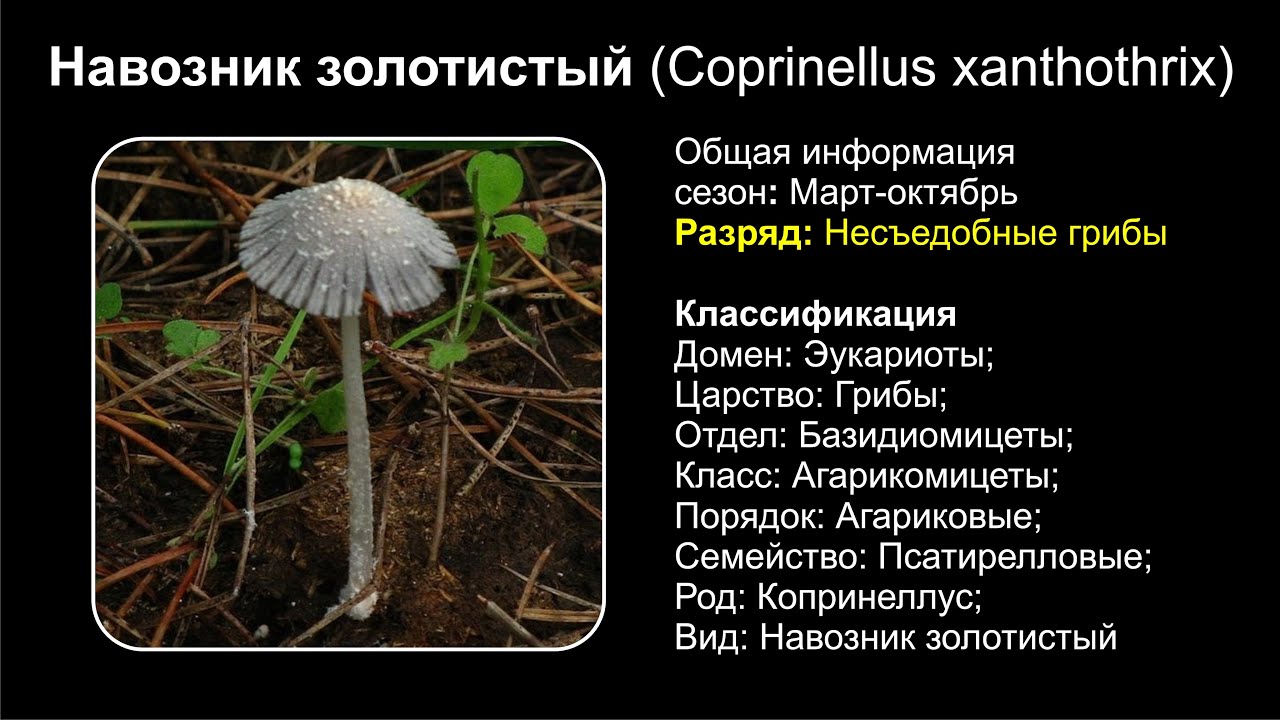 Гриб навозник рассеянный или распространённый (coprinellus disseminatus): красивый и несъедобный