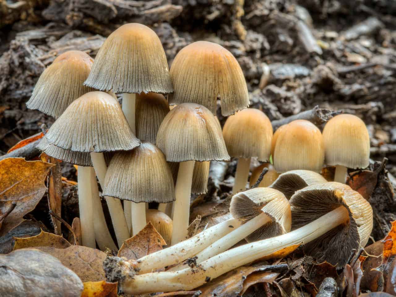 Навозничек рассеянный (coprinellus disseminatus) – грибы сибири