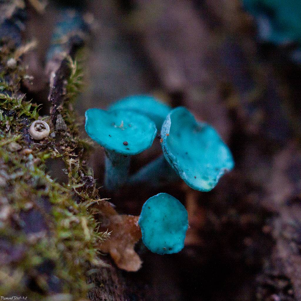 Chlorociboria aeruginascens, green elfcup fungus, identification