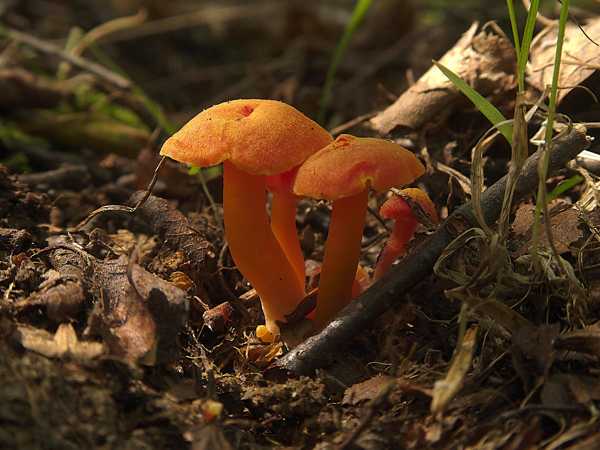 Hygrocybe conica - википедия