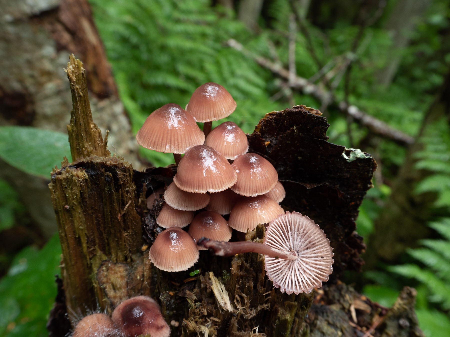 Шампиньон желтокожий или рыжеющий (agaricus xanthodermus): фото, описание и как отличить ядовитый гриб