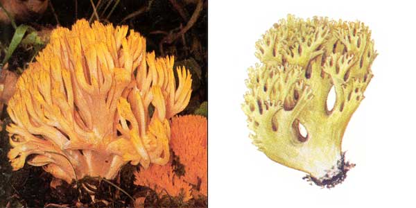 Съедобные оранжевые грибы. виды и названия грибов с картинками