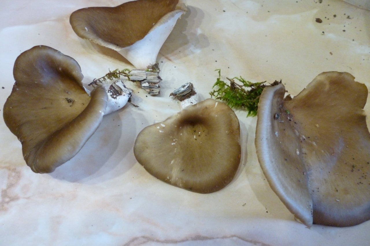 Трутовик каштановый – большой и массовый гриб — викигриб