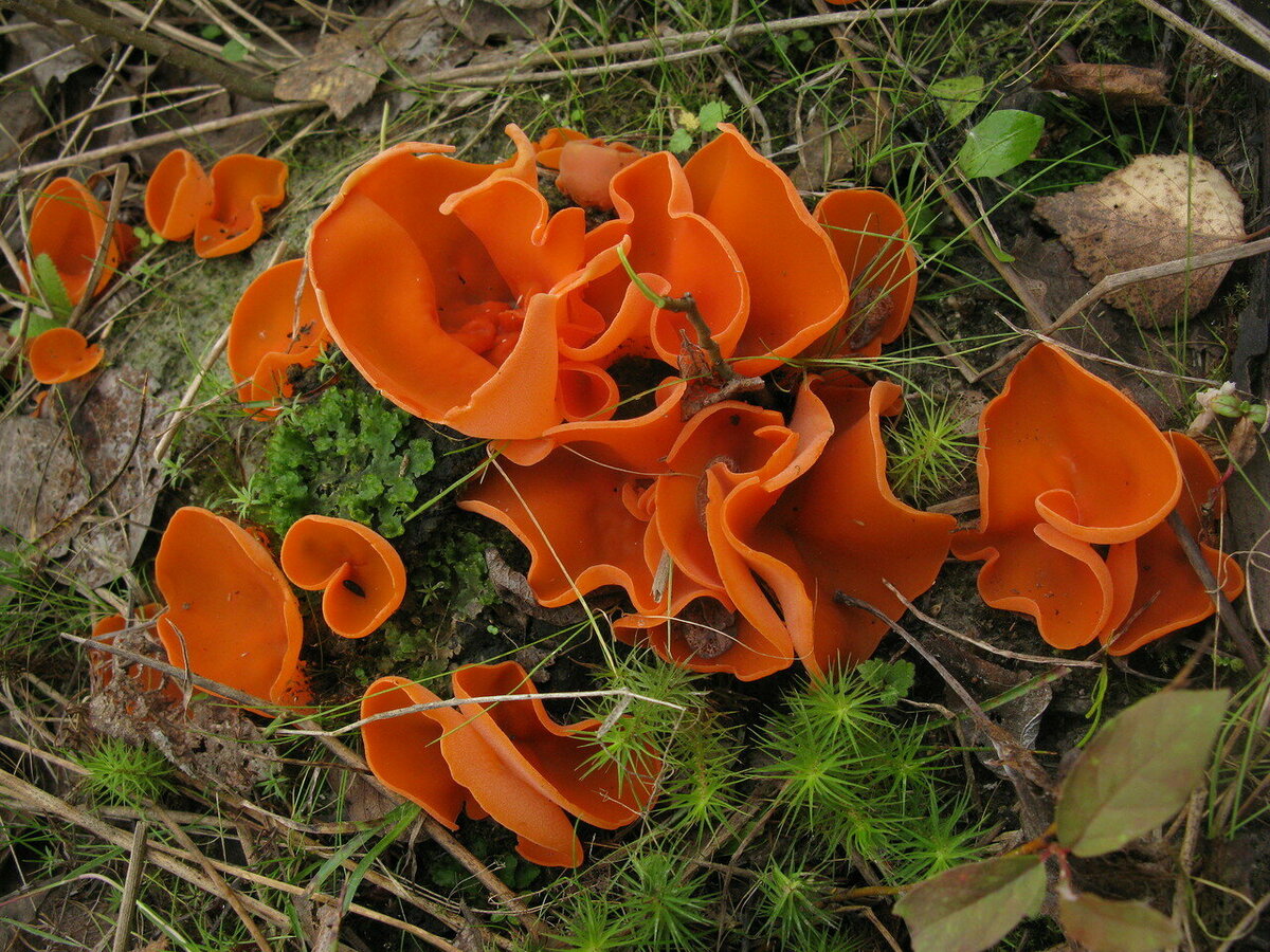 Алеврия оранжевая (aleuria aurantia): фото и описание гриба, где растёт, можно ли есть