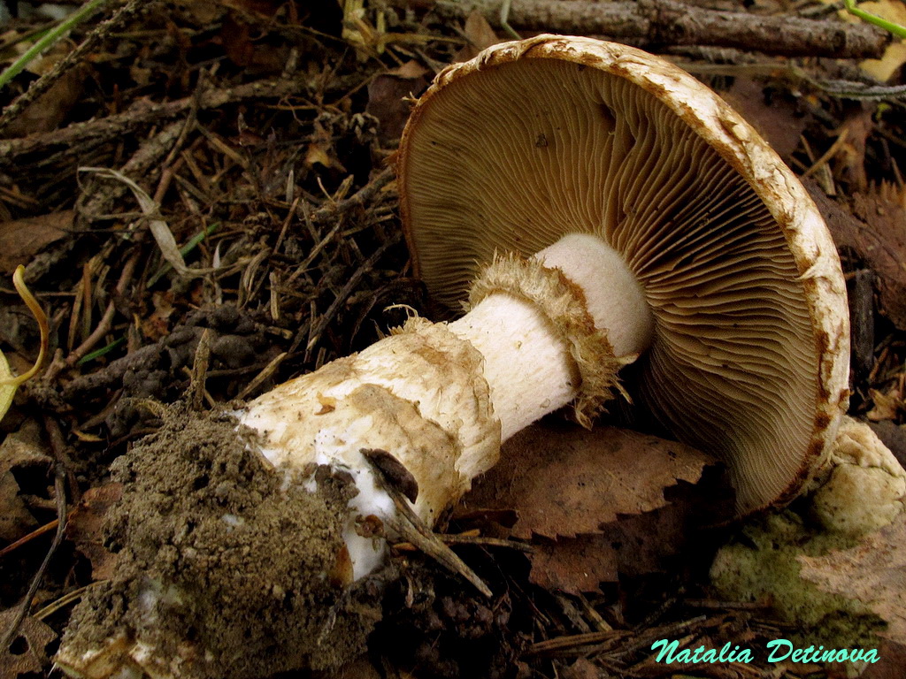 Гебелома клейкая — фото и описание гриба, как выглядит и где растет