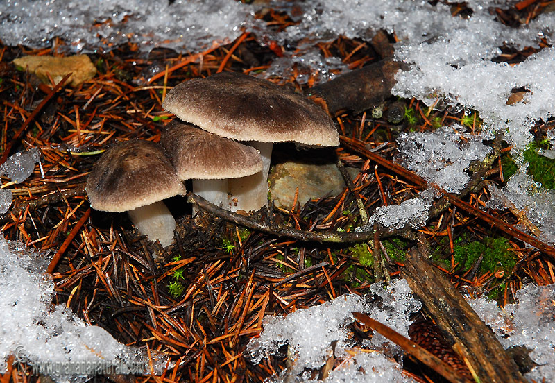 Рядовка землистая (tricholoma terreum) – грибы сибири