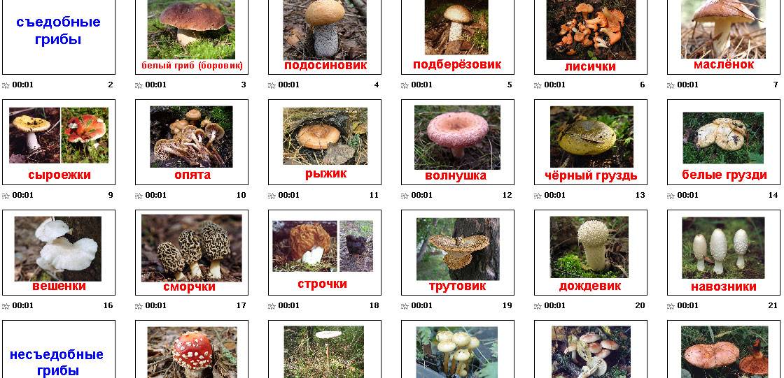 Грибы - хищники и их польза | книга грибов | дзен