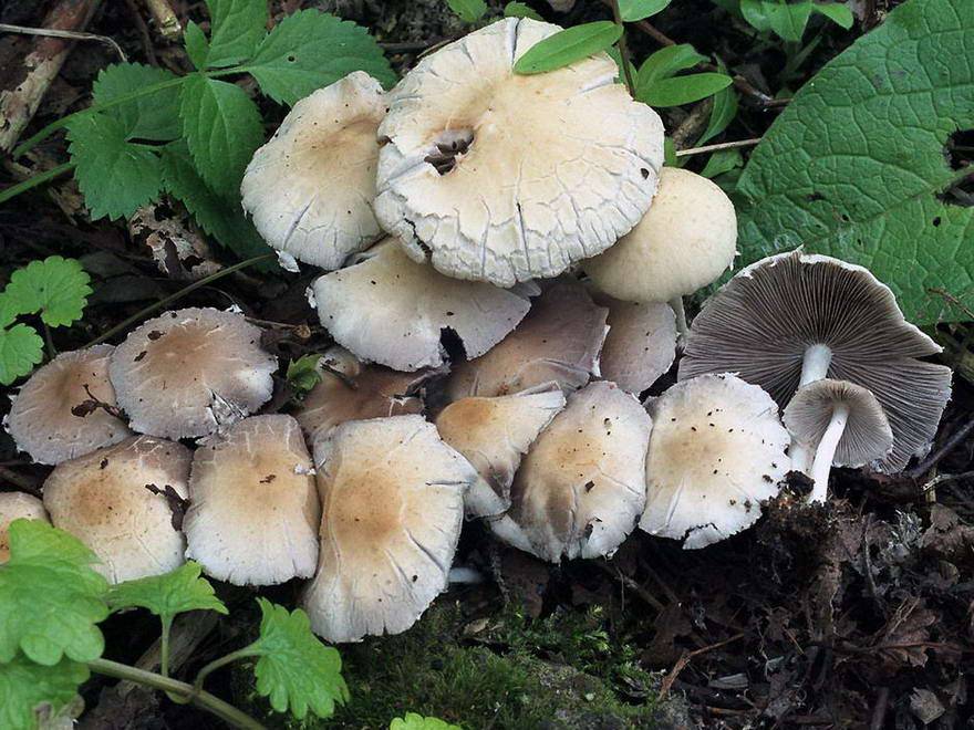 Псатирелла кандолля - описание, где растет, ядовитость гриба