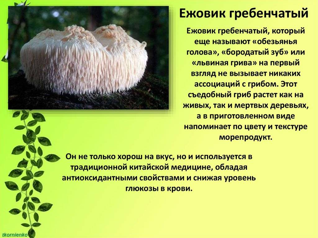 Достаточно ли вы знаете о грибе львиная грива?