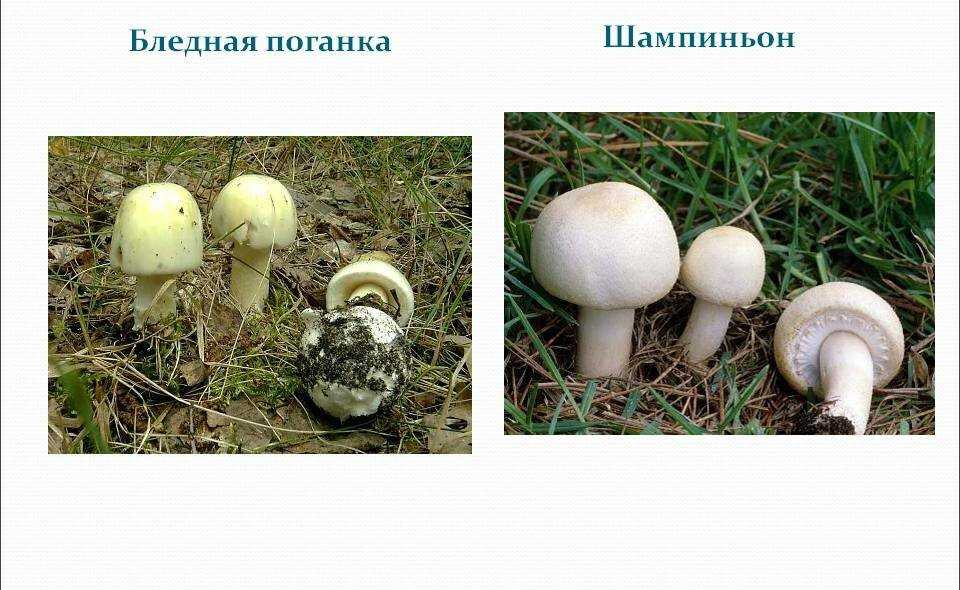 Шампиньоны — вид, описание грибов, где растут в природе